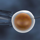 Image for article titled Women Might Replenish Their Eggs Like Men Do Sperm